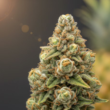 5G's Red x Sour Diesel
