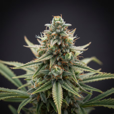 5G's Yellow F2