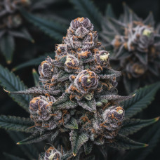 Alien Munchies