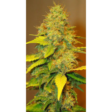 Afghani Skunk