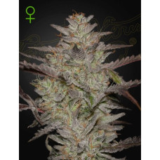 Alienz Auto
