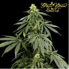Arjan's Haze #1