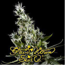 Arjan's Haze #3