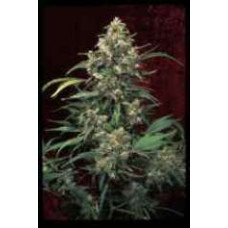 Arjan's Strawberry Haze