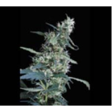 Arjan's Ultra Haze #1