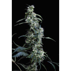 Arjan's Ultra Haze #2
