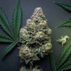 Alpine Kush