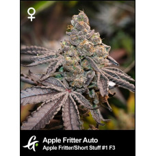 Apple Fritter Auto