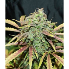 Amnesia Automatic