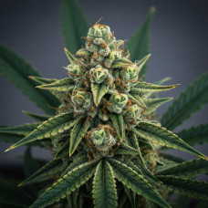 Amnesia TK