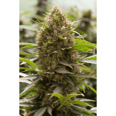 Amnesia Kush