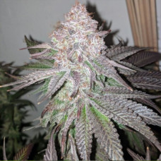 Atomic Sherbert