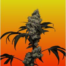 Apple Burger