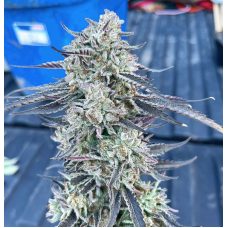 Alpine Gas Auto