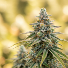 Apricot Papaya