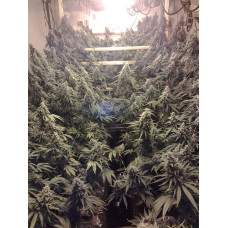 Amherst Sour Diesel