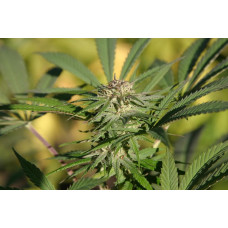 Amnesia x Hashplant 2