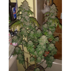 Arctic Widow