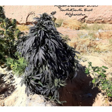 Arghandab II Kandahar