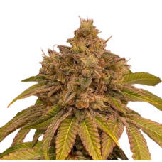 AK 47 Ultra