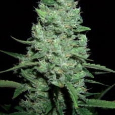 AK-47
