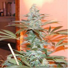 Alien Dojo F2