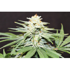 Afghani Magnum Auto