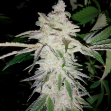 Ambrosia