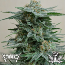 AK Kush