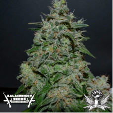 AK Kush Express