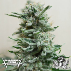 AK Skunk Auto
