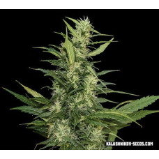 Amur Giant Auto