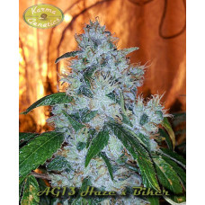 AG13haze x Biker Kush