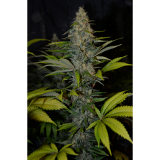 Afghan Lemon