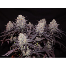 Aladdin Kush