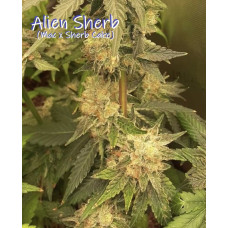 Alien Sherb