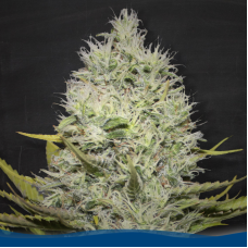Amnesia Hot
