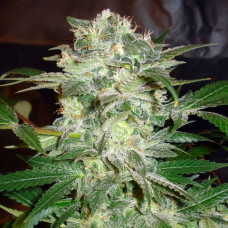 Afghan Skunk