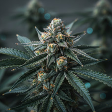 808OG