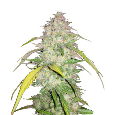 3 Bears OG