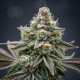 Chemdawg Auto