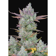 Gorilla Cookies Auto