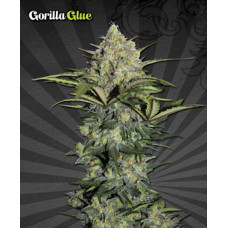 Gorilla Glue Auto