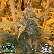 Alien Widow