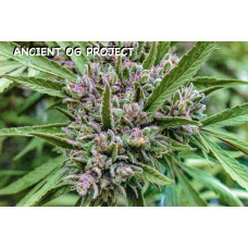 Ancient OG Project