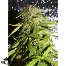 Afghani #1