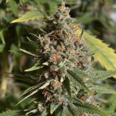 AK-48