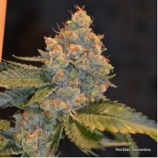 Alcatraz OG