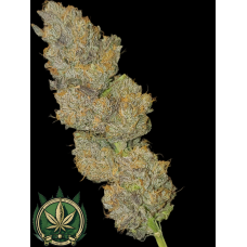 Afghani Noyes