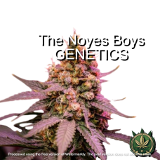 Alienoyes Kush